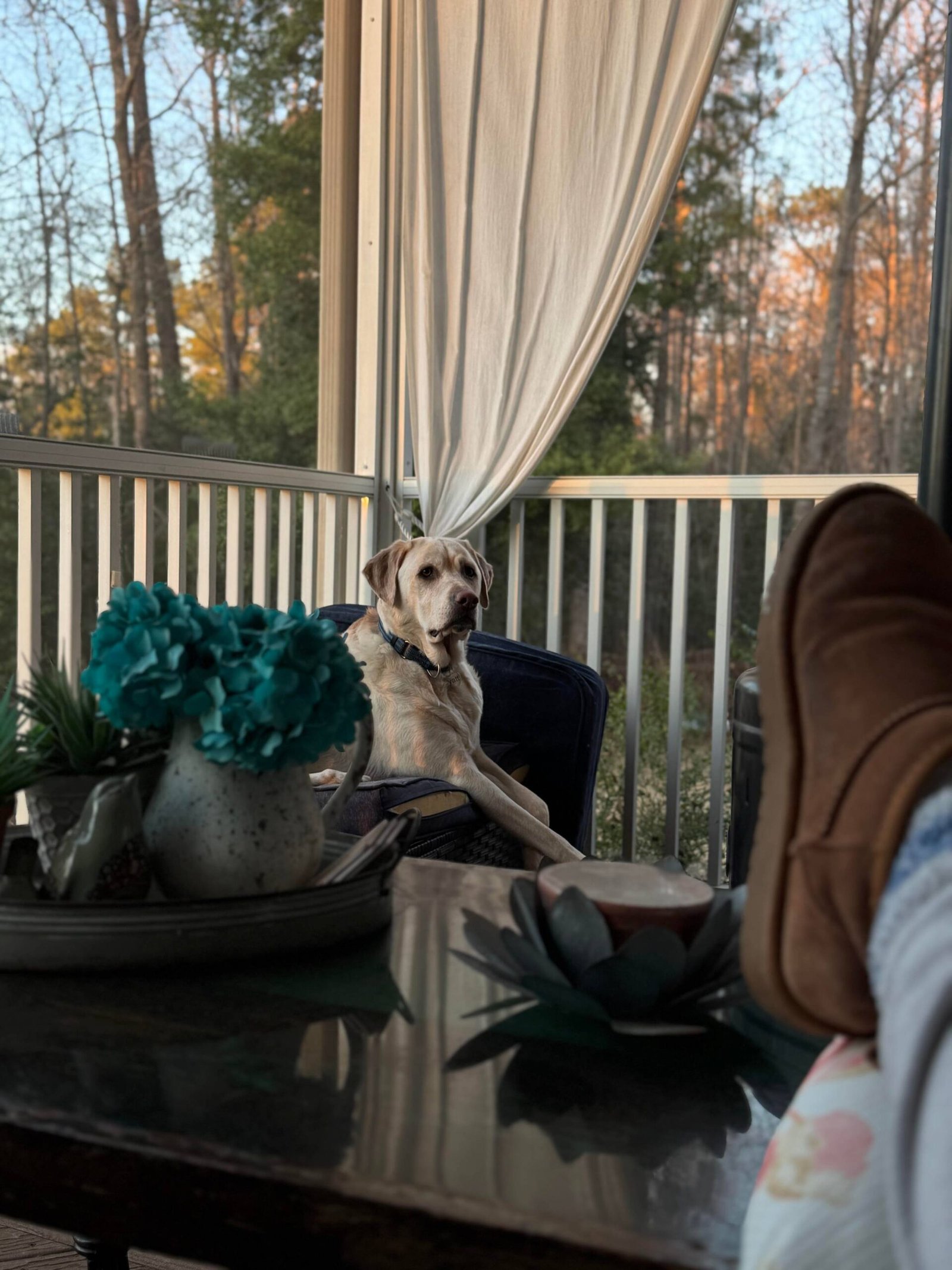A yellow Labrador sitting upright in a chair on a screened porch at sunset